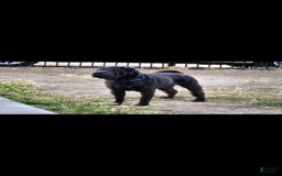 Shar Pei dogs for sale: Crunch - Image 7
