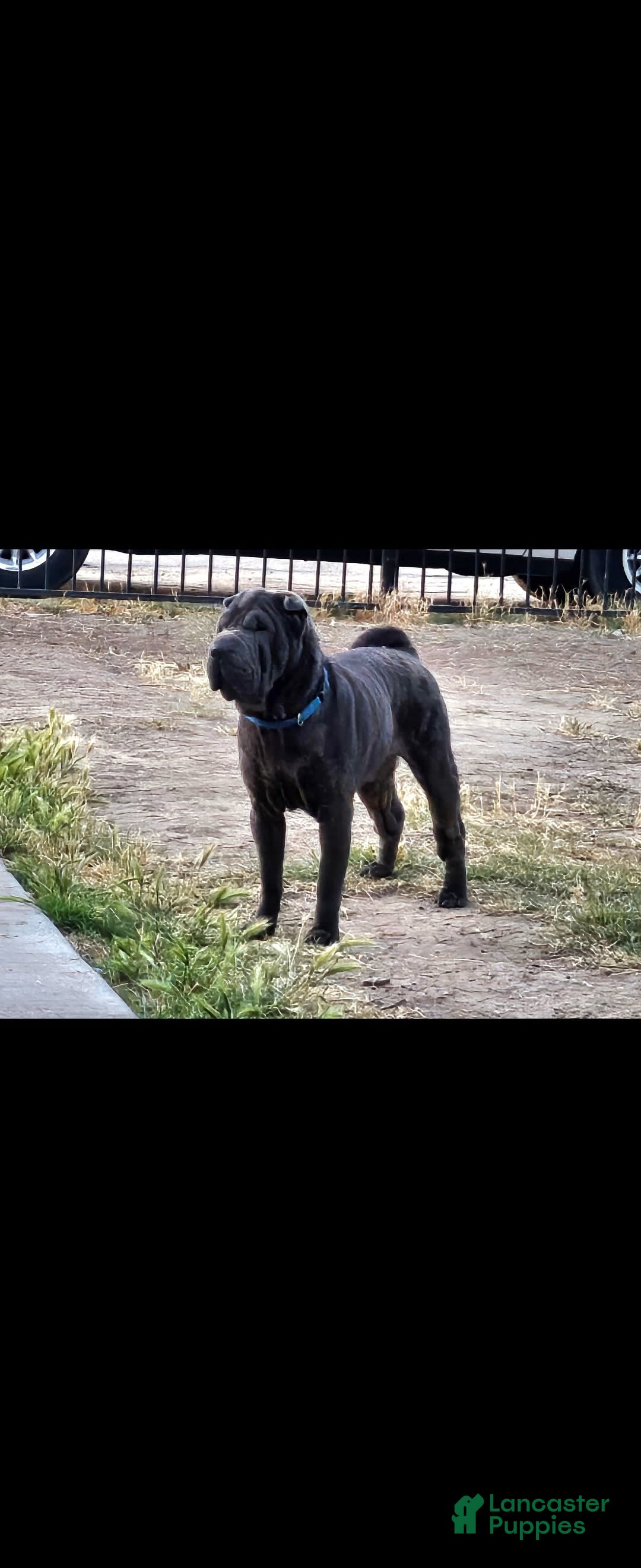 Shar Pei dogs for sale: Crunch - Image 7