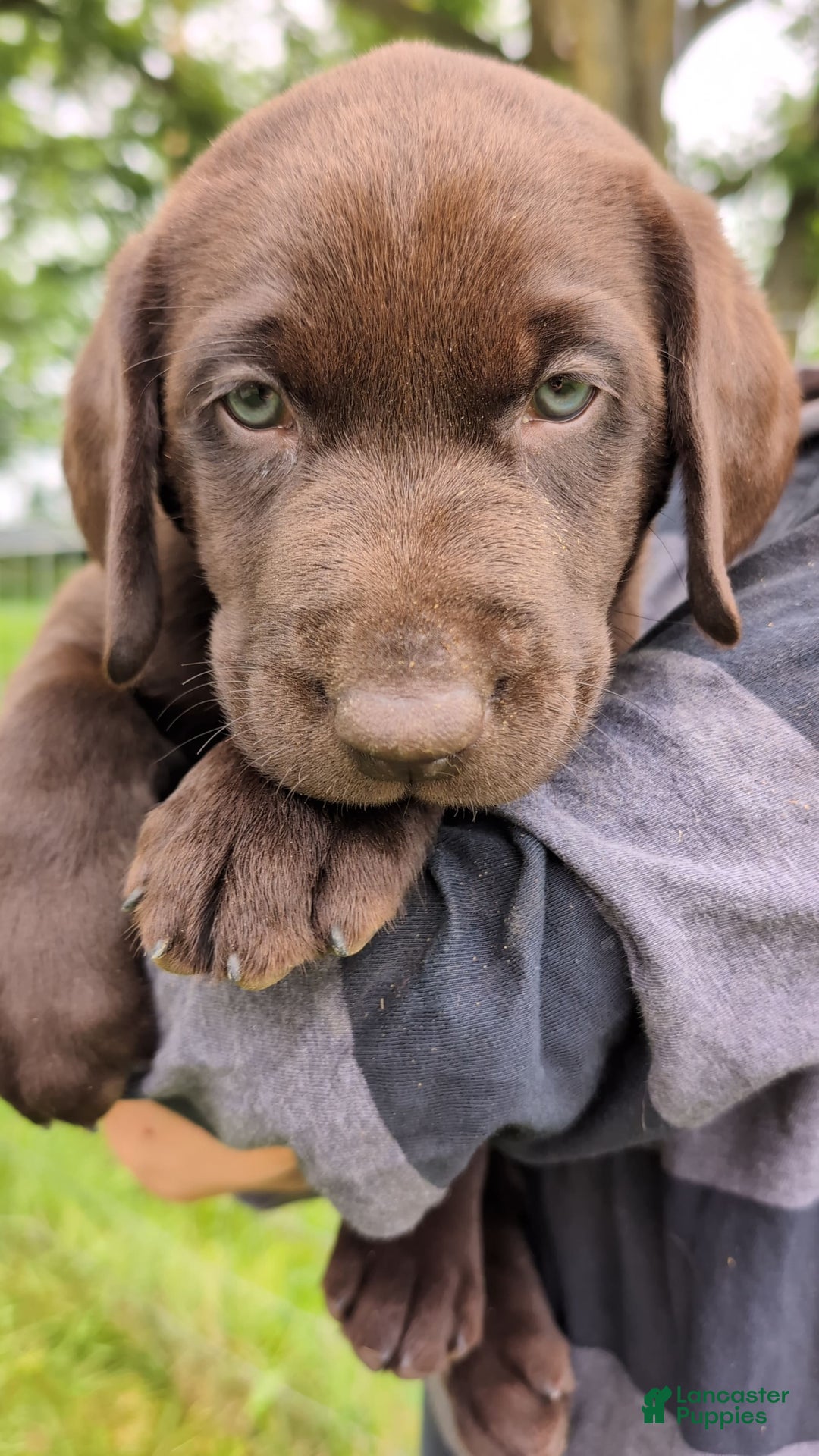 Labrador Retriever dogs for sale: Moose - Image 1