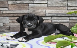 Great Dane dogs for sale: Sparky - Image 4
