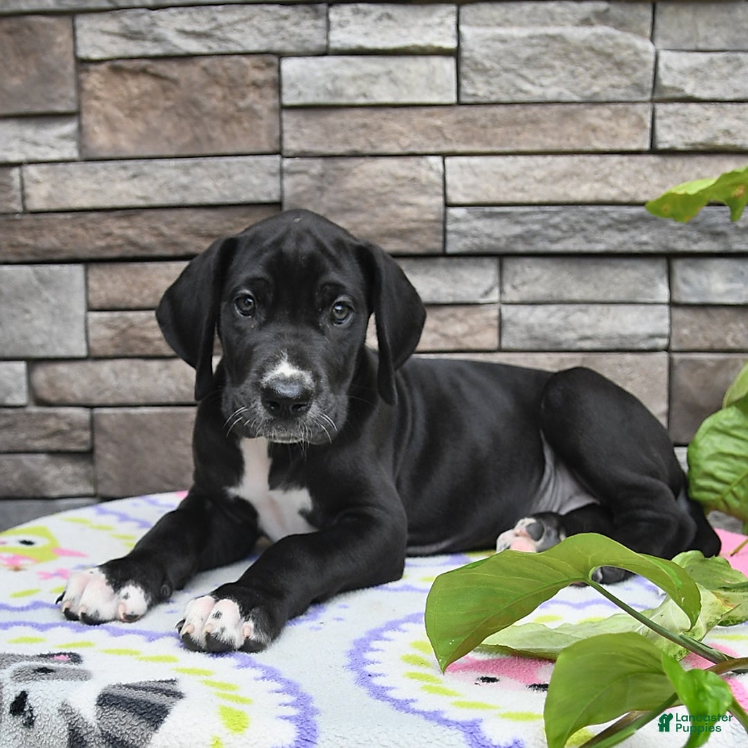 Great Dane dogs for sale: Sparky - Image 4