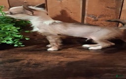 Chinese Crested dogs for sale: Chewy - Image 2