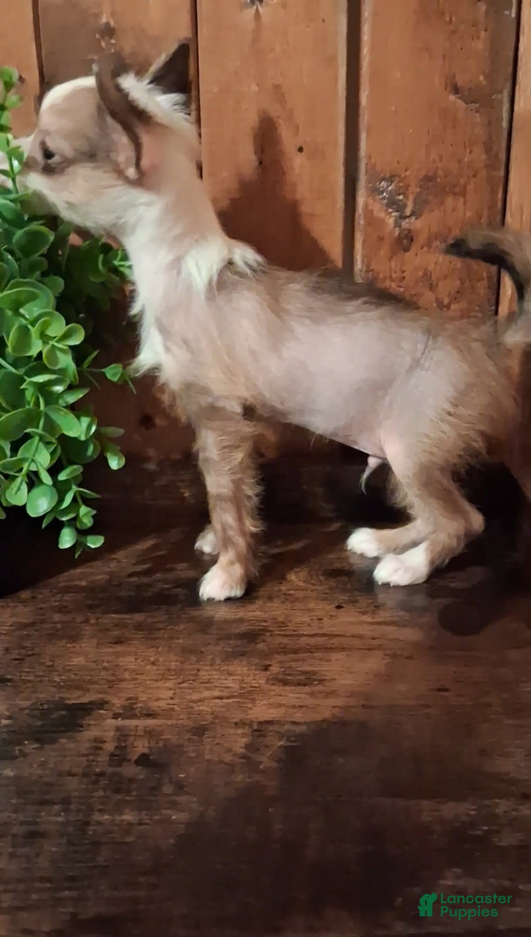 Chinese Crested dogs for sale: Chewy - Image 2