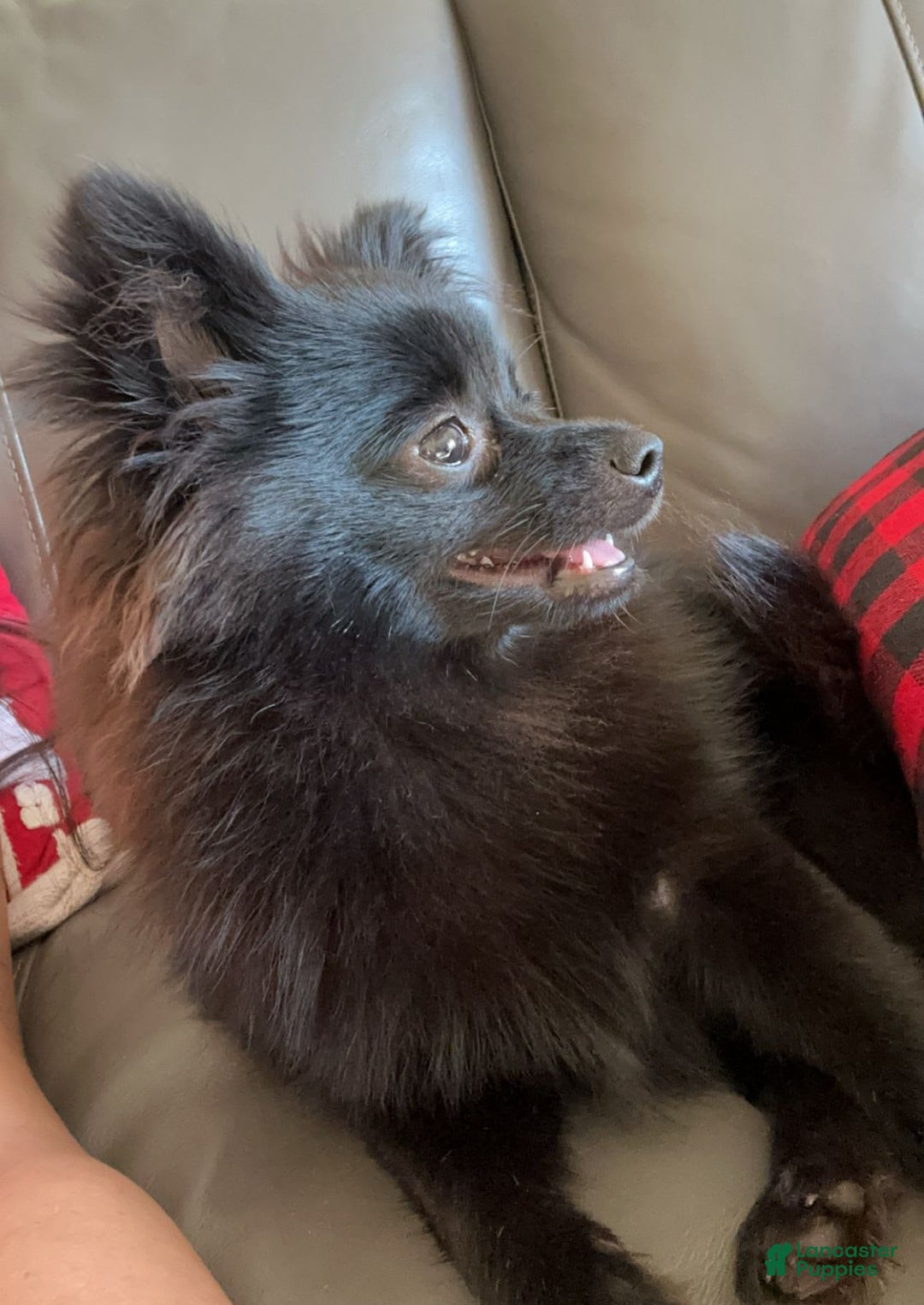Pomeranian dogs for sale: Ozzy - Image 3