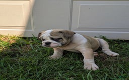 Olde English Bulldogge dogs for sale: Ginger - Image 12