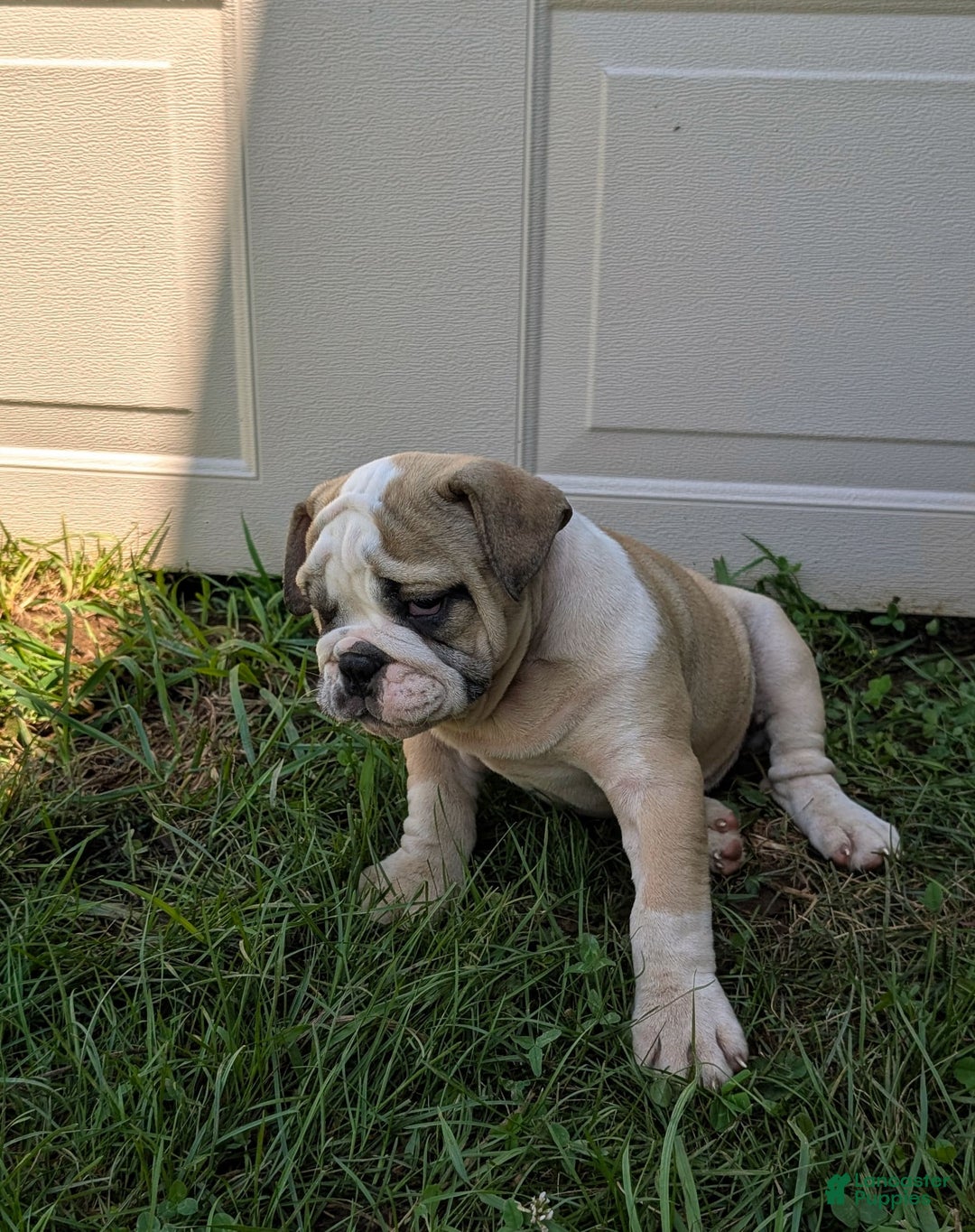 Olde English Bulldogge dogs for sale: Ginger - Image 12