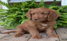 Goldendoodle dogs for sale: Ellie - Image 11
