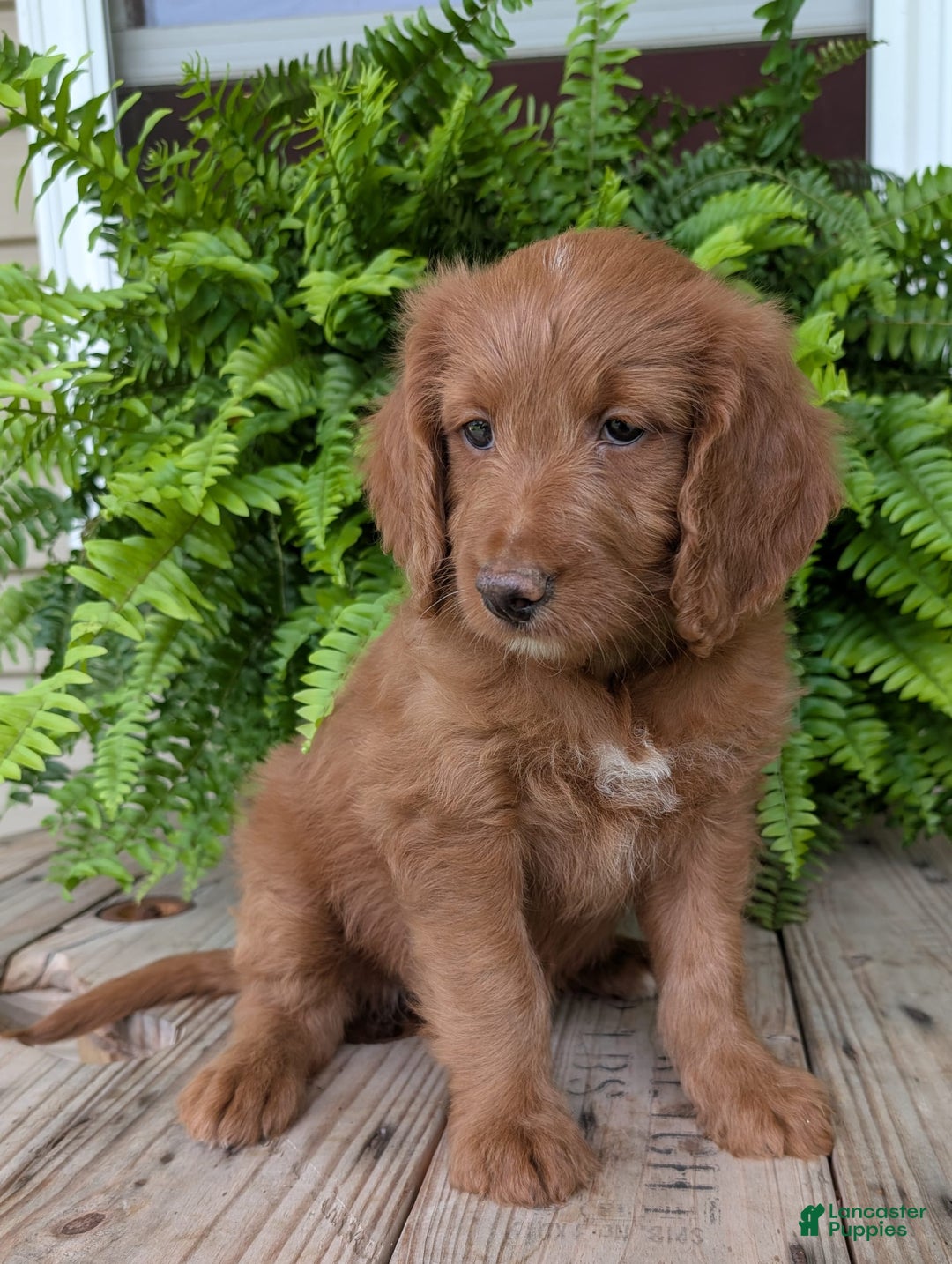 Goldendoodle dogs for sale: Ellie - Image 11