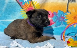 Belgian Malinois dogs for sale: Belgian Malinois Female - Image 11