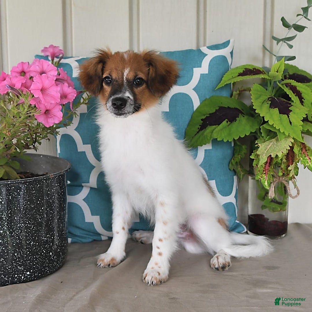 Papillon dogs for sale: Chico - Image 4