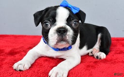 Boston Terrier dogs for sale: Murphy - Image 3