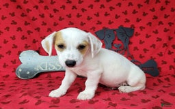 Jack Russell Terrier dogs for sale: Jagger Rough Coat Male - Image 11