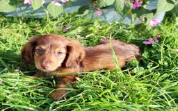 Miniature Dachshund dogs for sale: Dexter - Image 2