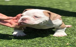 American Bully dogs for sale: Big Boy - Image 4