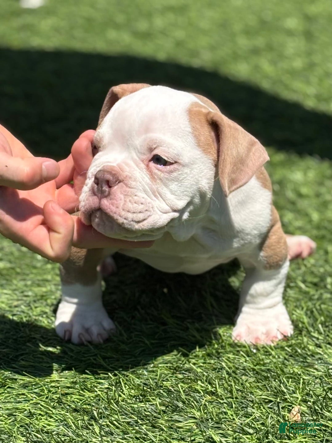 American Bully dogs for sale: Big Boy - Image 4