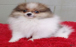 Pomeranian dogs for sale: Clark - Image 19