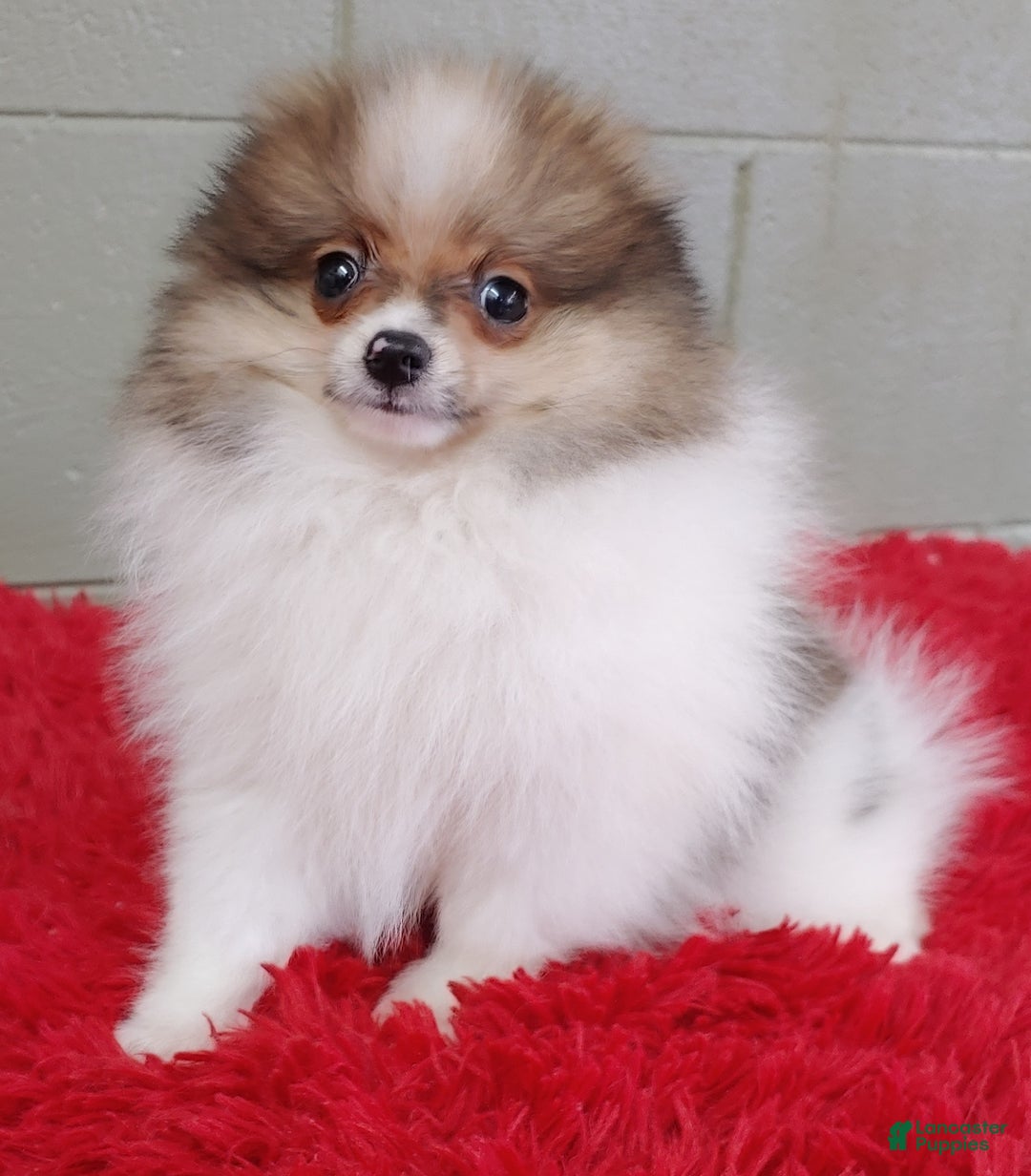 Pomeranian dogs for sale: Clark - Image 19