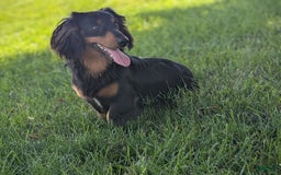 Dachshund dogs for sale: Evie - Image 17