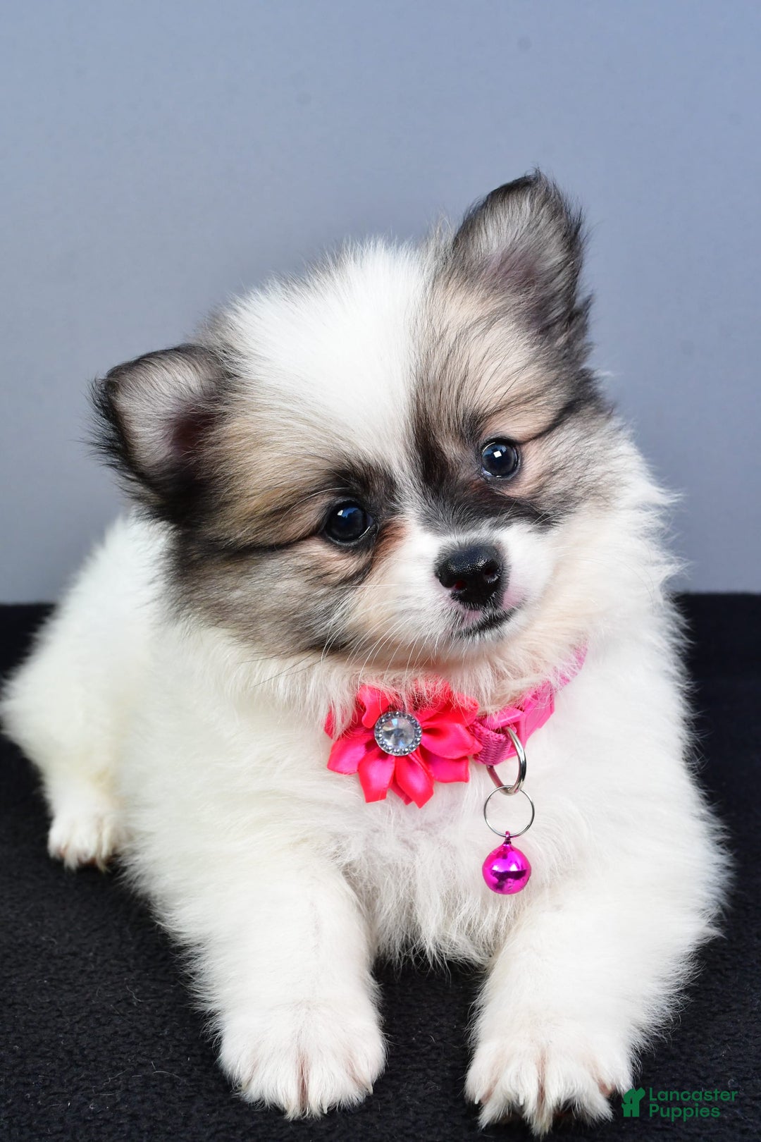 Pomeranian dogs for sale: Sweetie - Image 11
