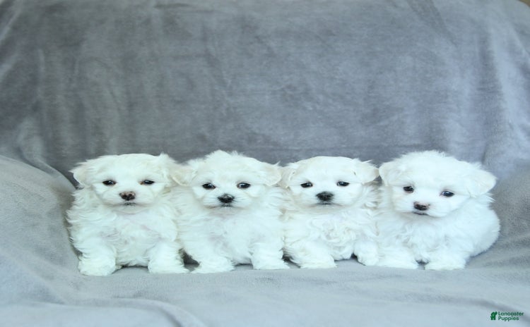 Maltese dogs for sale - Ad 2