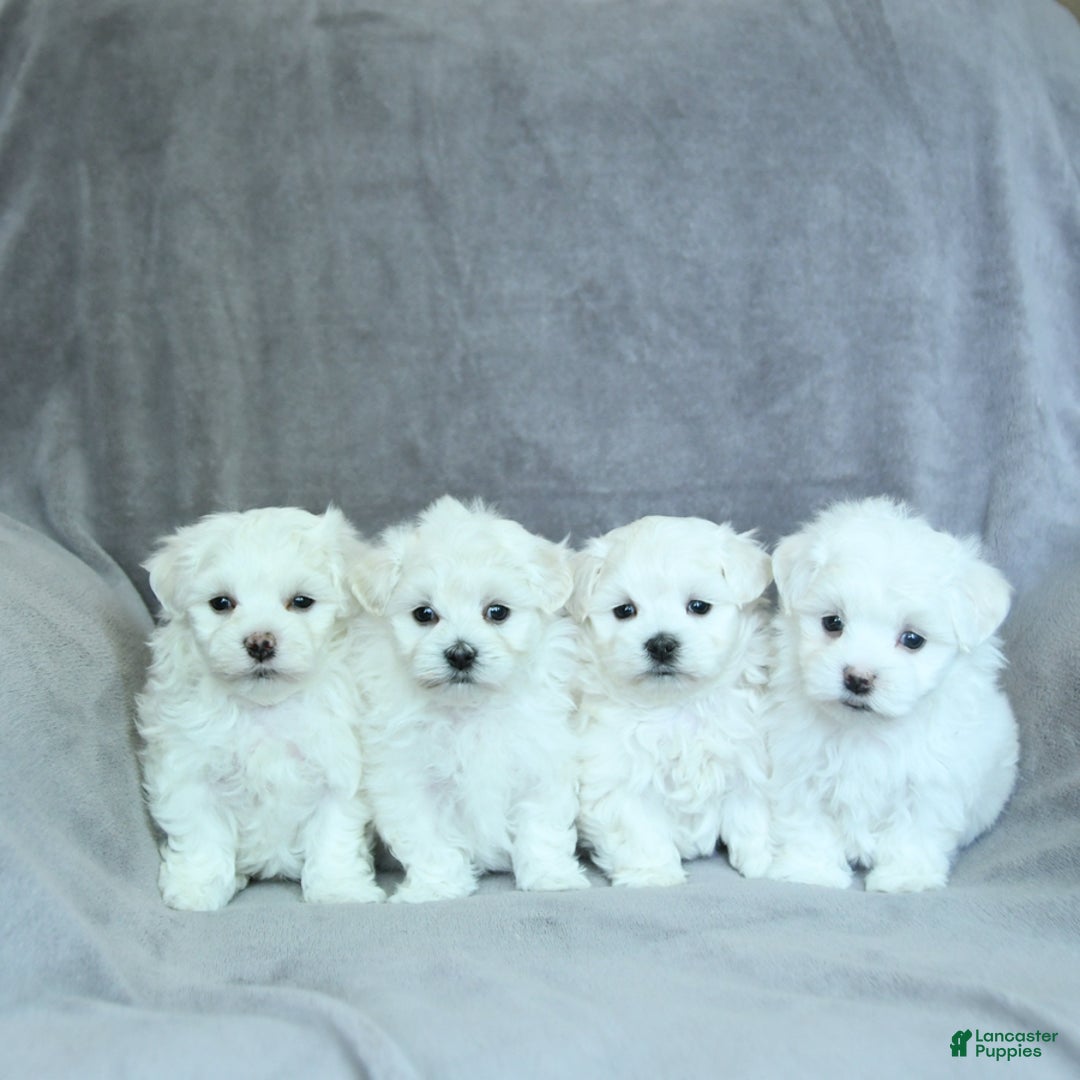 Maltese dogs for sale: Dakota - Image 1