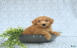 Mini Goldendoodle dogs for sale: Kassia - Image 13