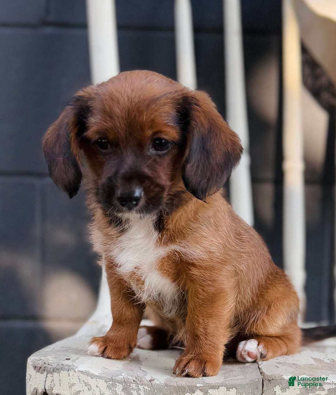 Yorkiepoo dogs for sale: Yorkiepoo 2 puppies - Image 2
