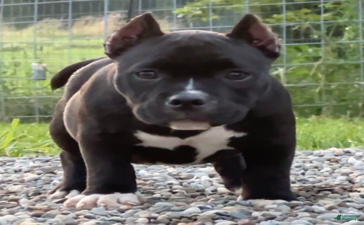 American Bully dogs for sale - Ad 1