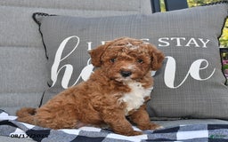 Toy Poodle dogs for sale: Sanford - Image 3