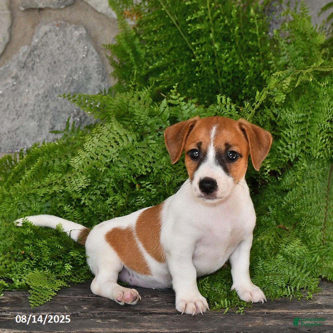 Jack Russell Terrier dogs for sale: Tucker - Image 1