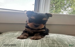 Yorkshire Terrier dogs for sale: Winston - Image 4