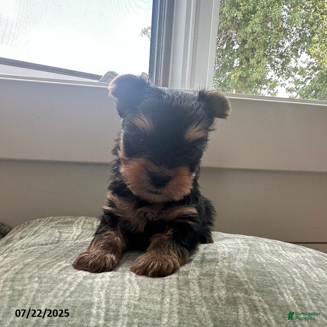 Yorkshire Terrier dogs for sale: Winston - Image 4