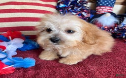 Cavapoo dogs for sale: Calvin - Image 4