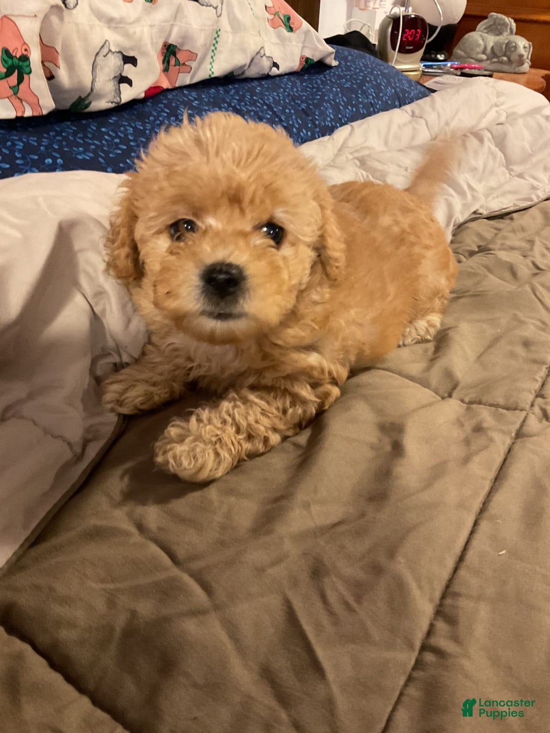 Cockapoo dogs for sale: Bonnie - Image 3