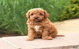 Cockapoo dogs for sale: Maple - Image 2