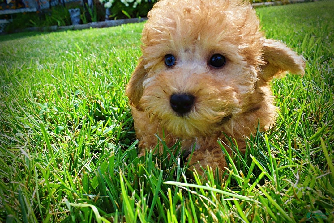 Havapoo dogs for sale: Ember - Image 11