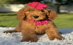 Goldendoodle dogs for sale: Milly - Image 7
