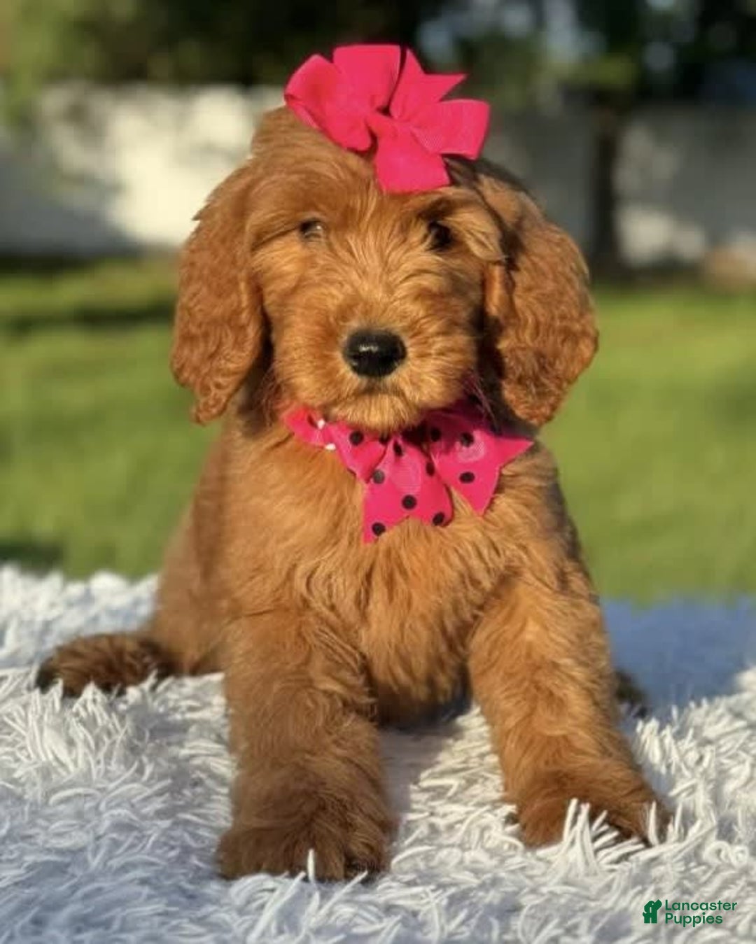 Goldendoodle dogs for sale: Milly - Image 7