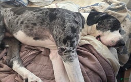 Great Dane dogs for sale: 10 Toes - Image 2