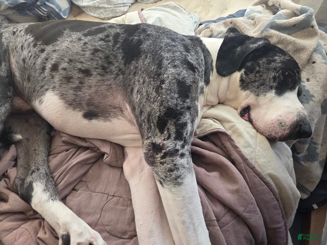 Great Dane dogs for sale: 10 Toes - Image 2