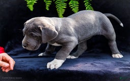 Great Dane dogs for sale: Molly - Image 1