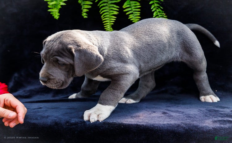 Great Dane dogs for sale - Ad 5