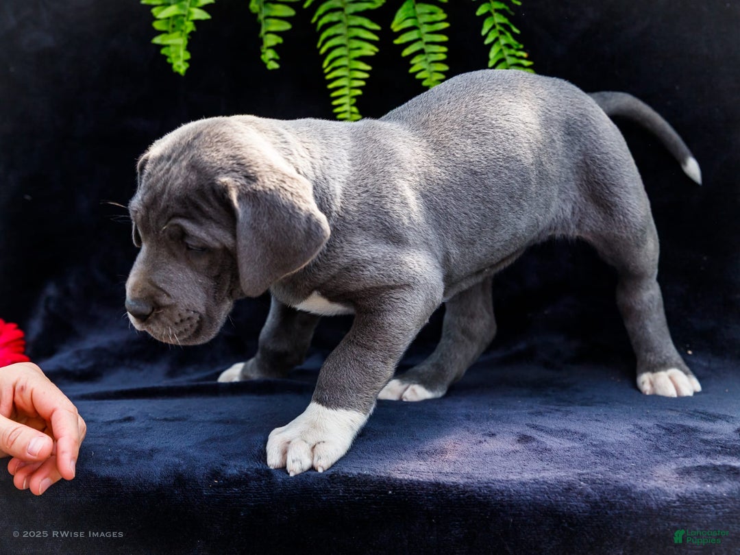 Great Dane dogs for sale: Molly - Image 1