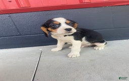 Beaglier dogs for sale: Andy - Image 4