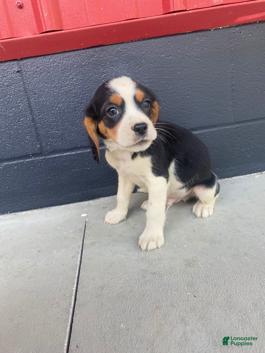 Beaglier dogs for sale: Andy - Image 4