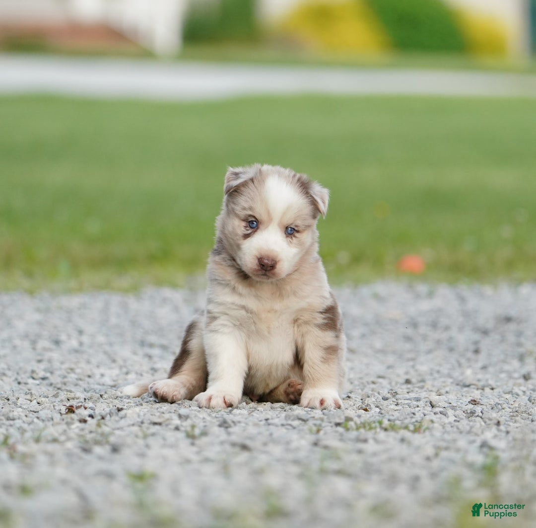 Gerberian Shepsky dogs for sale: Lawson - Image 3