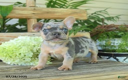 French Bulldog dogs for sale: Toby - Image 1