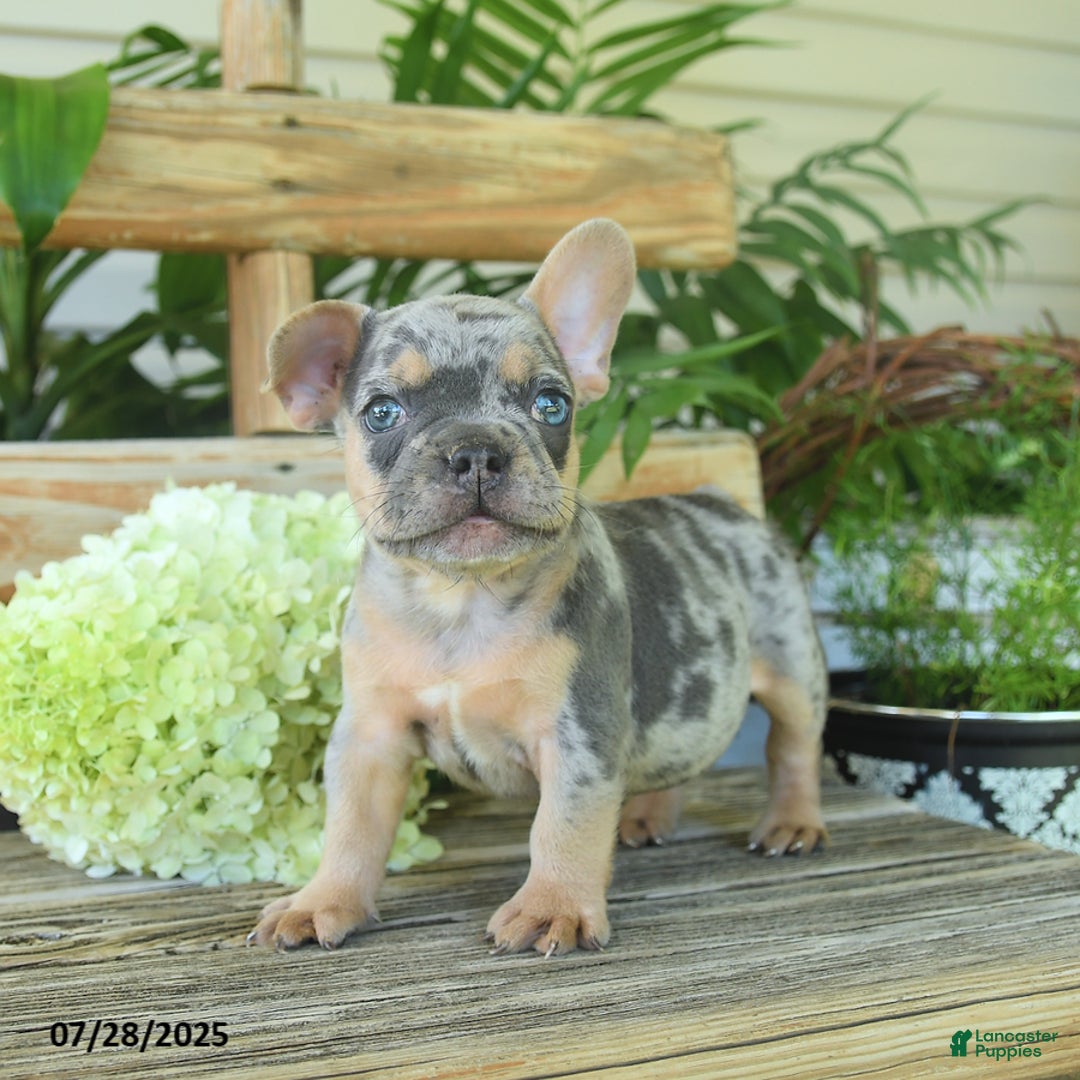 French Bulldog dogs for sale: Toby - Image 1