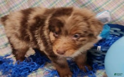 Australian Shepherd dogs for sale: Teddi - Image 6