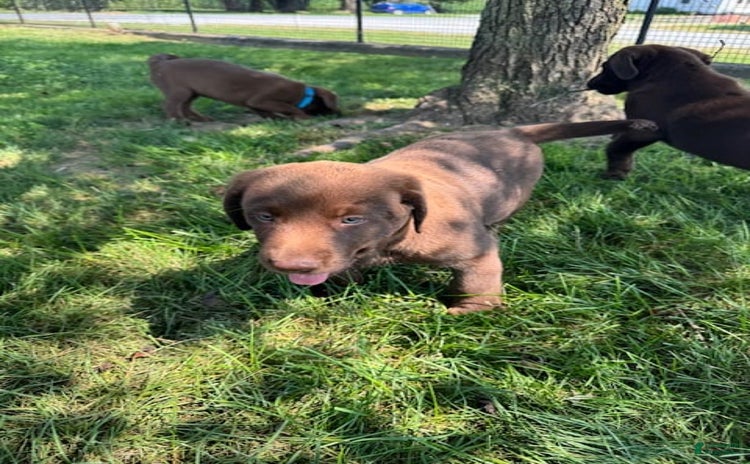 Labrador Retriever dogs for sale - Ad 4